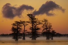 Cypress Tree silhouettes on Caddo Lake at twight