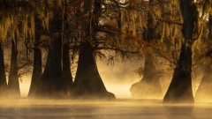 Cyrpess tree stumps in the morning mist at sunrise on Caddo Lake