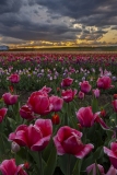 Tulip Sunset at Burnside Farms
