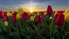 Tulip Sunset at Burnside Farms
