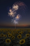 Fireworks over Sunflowers, Burnside Farms,, Nokesville, Virginia