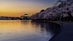 Morning Twilight at the Cherry Blossoms 2024