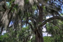 Live Oak, Destrehan Plantation, Louisiana