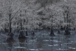 Caddo Lake State Park