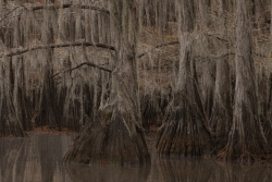 Cypress Stumps at Caddo Lake State Park