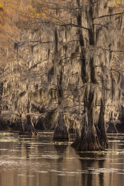 Backlit Cypress and Spanish Moss at Caddo Lake State Park