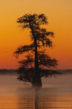 Lake Caddo Twilight