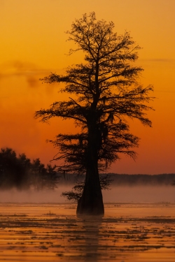 Caddo Lake at Twilight