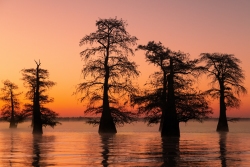 Lake Caddo Twilight