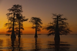 Caddo Lake Twilight