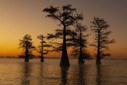 Caddo Lake Twilight