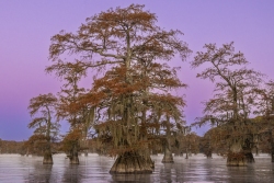 Lake Caddo Twilight