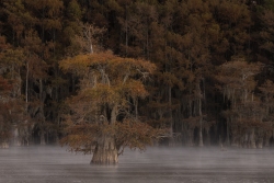 Old Cypress Tree