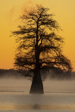 Lake Caddo Twilight