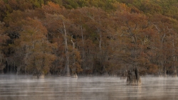 Caddo Lake Sea Smoke