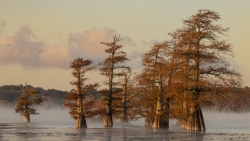 Caddo Lake at Sunrise