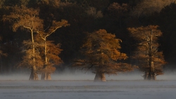 Caddo Lake at Sunrise