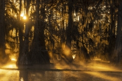 Caddo Lake at Sunrise