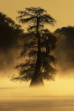 Caddo Lake Fog at Sunrise