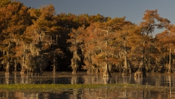 Caddo Lake in Fall Color