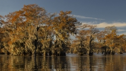 Caddo Lake in Fall Color