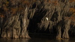 Egret on Cypress