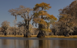 Cypress in Clinton Lake