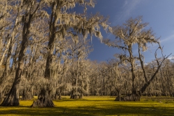 The "Pirate Ship" Cypress