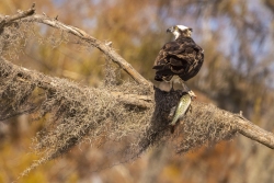 Osprey with its Catch in a Cypress Tree