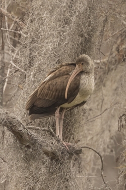 Immature White Ibis in Spanish Moss