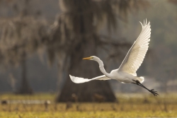 An Egret Takes Flight
