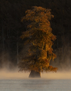 Caddo Lake Sunrise