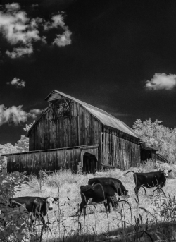 Cows on a Farm in Mountains of WV