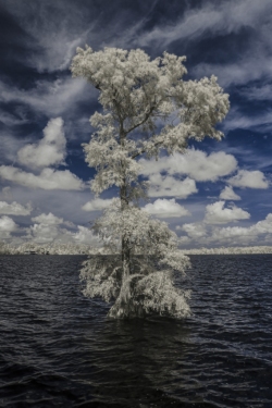 Cypress Tree, Elizabeth City, North Carolina