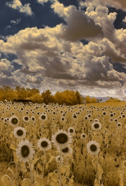 Sunflowers at Burnside Farms, Manassas, VA