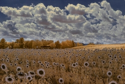 Sunflowers, Burnside Farms, Nokesville, Virginia