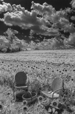 Sunflowers, Burnside Farms, Nokesville, Virginia