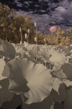 Lotus plants at Kenilworth Gardens, Anacostia, Maryland