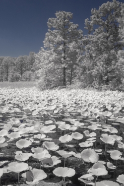 Lotus and water lillypads, Pungo, Virginia