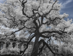 LIve Oak on Savannah Waterfront area