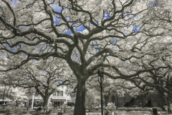 LIve Oak in park space, Savannah Georgia
