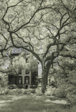 Live Oak Trees in city park space, Savannah, Georgia
