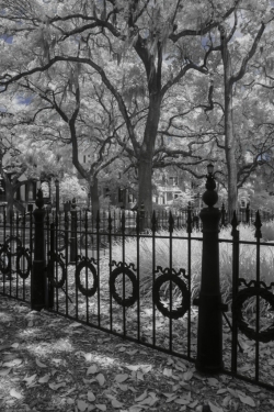 Live Oak Trees in city park space, Savannah, Georgia