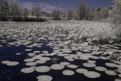 Lotus and water lillypads, Pungo, Virginia