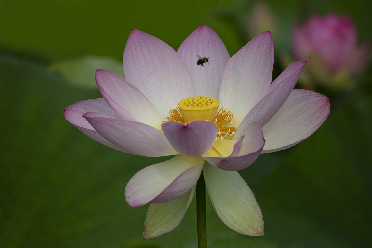 How to Grow a Lotus from Seed - Friends of Kenilworth Aquatic Gardens