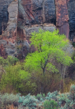 Willow at Indian Creek Canyon