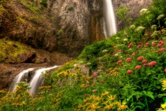 Wildflowers at the base of Comet Falls