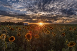 Sunflowers at Burnside Farms