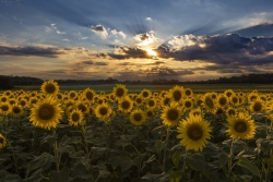 Sunflowers at Burnside Farms