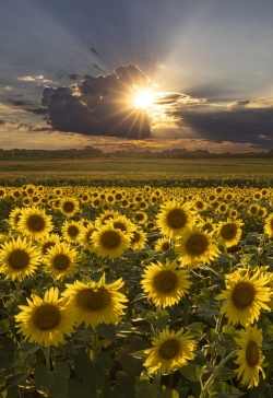 Sunflowers at Burnside Farms